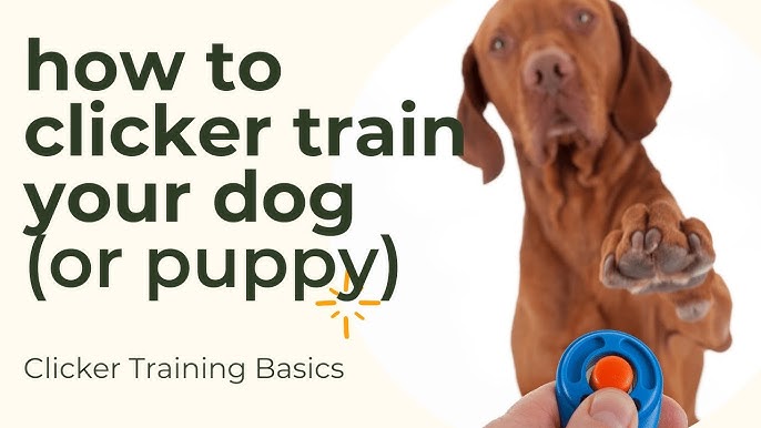 Clicker Training Basics