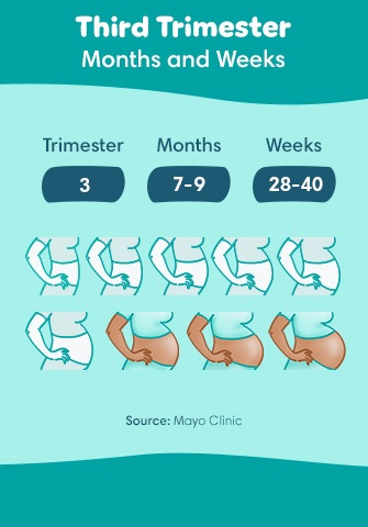 Fetal Development in the Third Trimester of pregnancy: A Week-by-Week Journey