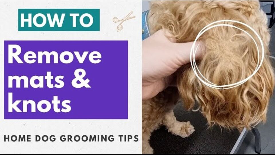 How to Remove Matted Dog Hair Without Cutting