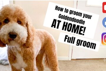 How to Groom a GoldenDoodle at Home? Mat-Free 101 Grooming Guide