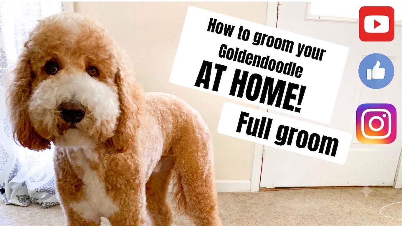 How to Groom a GoldenDoodle at Home? Mat-Free 101 Grooming Guide