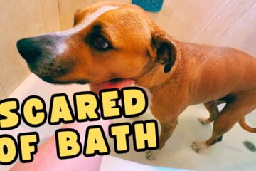 How to Bathe a Dog That HATES Water!