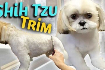 How to Groom a Shih Tzu at Home