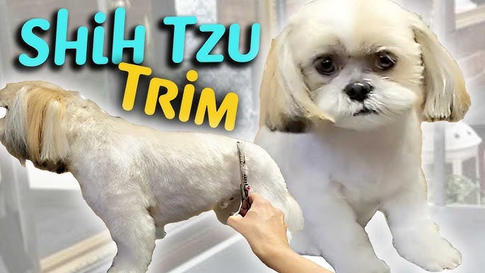 How to Groom a Shih Tzu at Home