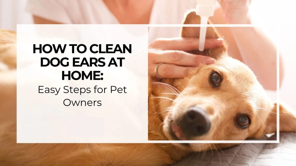 How to Clean Dog Ears at Home