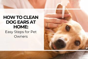 How to Clean Dog Ears at Home