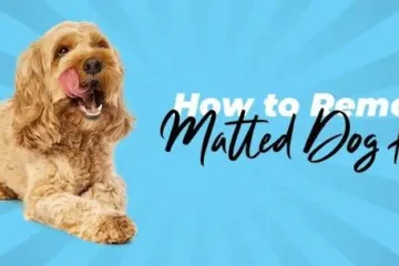 How to Remove Matted Dog Hair Without Cutting