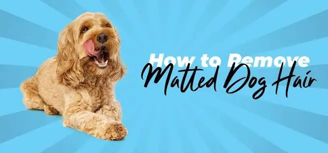 How to Remove Matted Dog Hair Without Cutting