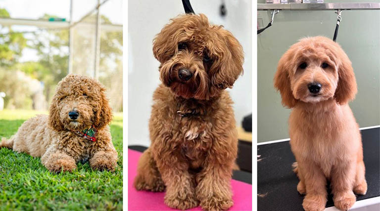 How to Groom a GoldenDoodle at home