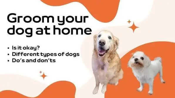 Grooming Your Dog at Home