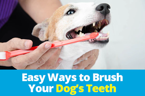 How to Brush Your Dog's Teeth