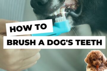 How to Brush Your Dog's Teeth