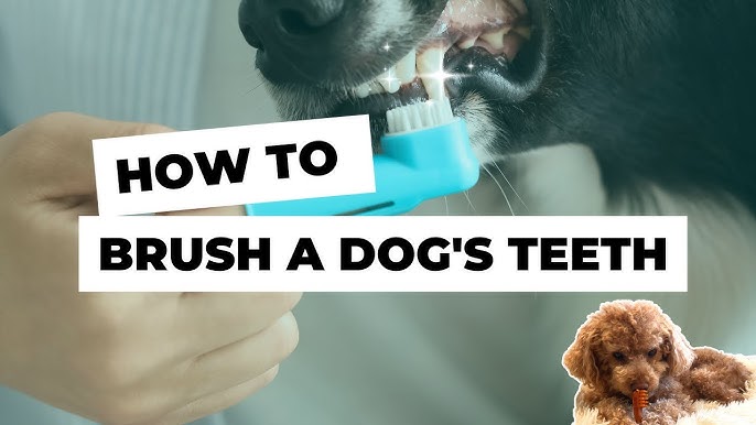 How to Brush Your Dog's Teeth