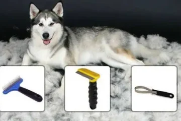 How to Groom a Husky at Home — Complete Husky Grooming Guide
