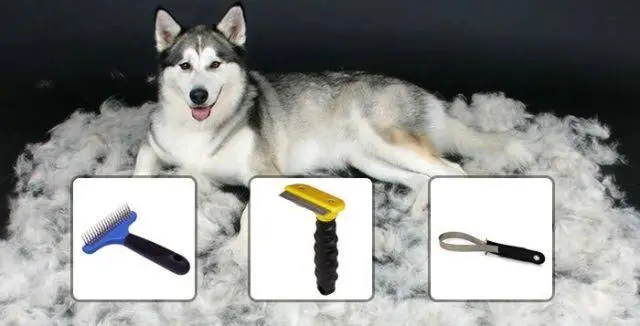 How to Groom a Husky at Home β Complete Husky Grooming Guide
