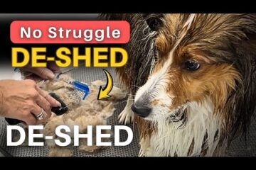 How to De-Shed a Dog at Home — Step-by-Step Guide That Actually Works