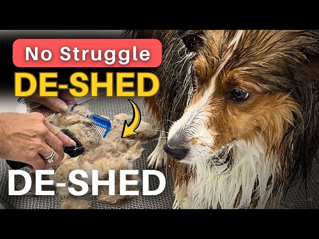 How to De-Shed a Dog at Home — Step-by-Step Guide That Actually Works