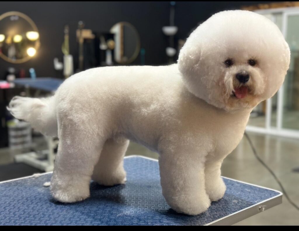 How to Groom a Bichon Frise at Home? Step-by-Step Guide