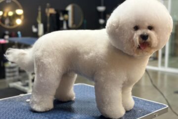 How to Groom a Bichon Frise at Home? Step-by-Step Guide