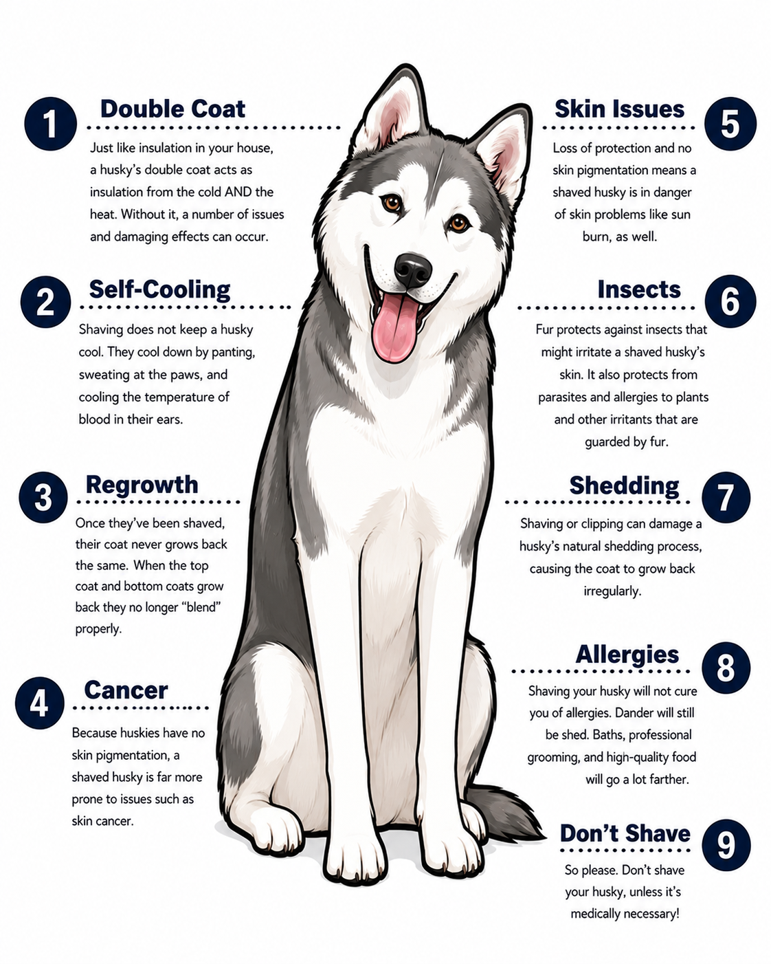How to groom a Husky at home