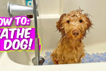 How to Bathe a Dog That Hates Water? 8 Vet Approved Tips