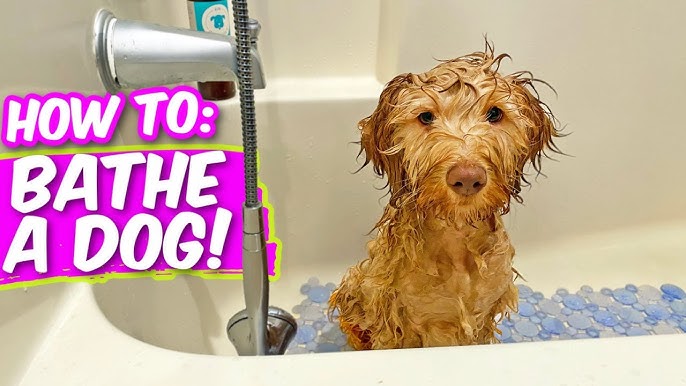 How to Bathe a Dog That Hates Water? 8 Vet Approved Tips
