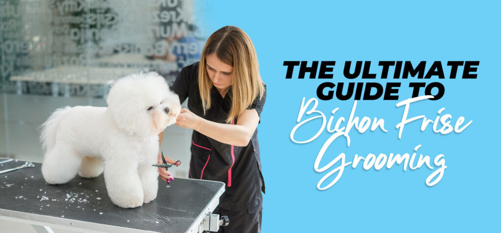 How to Groom a Bichon Frise at Home: Ultimate Guide